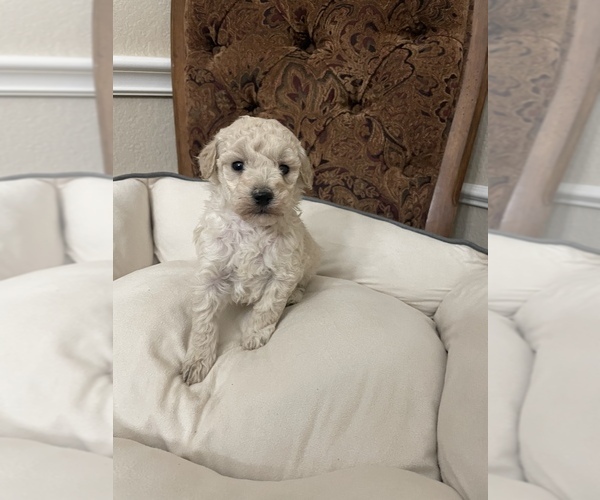 Medium Photo #3 Poodle (Toy) Puppy For Sale in PLANO, TX, USA