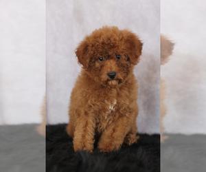 Goldendoodle (Miniature) Puppy for sale in ITASCA, TX, USA