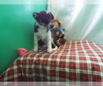Small Photo #2 Border Collie Puppy For Sale in PATERSON, NJ, USA