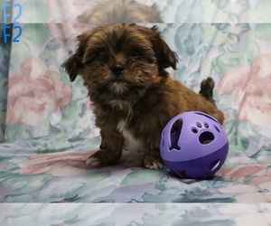ShihPoo Puppy for sale in RANDOLPH, MA, USA