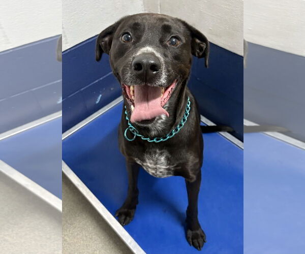 Medium Photo #2 Mutt Puppy For Sale in Sterling, MA, USA