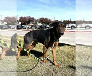 German Shepherd Dog-Unknown Mix Dogs for adoption in Rowlett, TX, USA