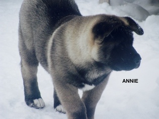 Akita Puppy for sale in PITTSBURGH, PA, USA