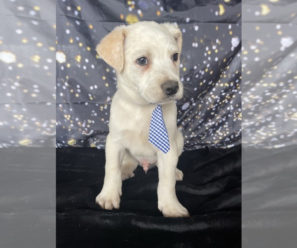 Medium Photo #4 Australian Cattle Dog-Great Pyrenees Mix Puppy For Sale in LANCASTER, PA, USA
