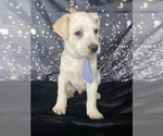 Small Photo #4 Australian Cattle Dog-Great Pyrenees Mix Puppy For Sale in LANCASTER, PA, USA