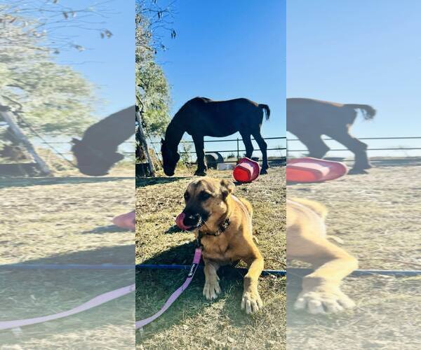 Medium Photo #2 Mutt Puppy For Sale in Stevens Point, WI, USA