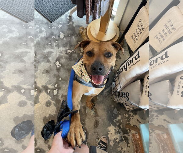 Medium Photo #7 Black Mouth Cur-Unknown Mix Puppy For Sale in Sanford, FL, USA