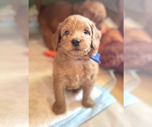 Goldendoodle-Poodle (Miniature) Mix Puppy for sale in AUSTIN, TX, USA