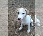 Small Labrador Retriever Mix