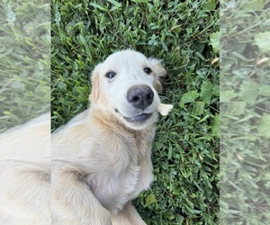 Flat Coated Retriever-Golden Retriever Mix Dog for Adoption in EVA, Alabama USA