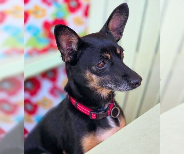 Medium Photo #5 Doxie-Pin Puppy For Sale in Tustin, CA, USA