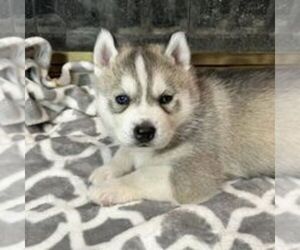 Siberian Husky Puppy for sale in TEMPLE, TX, USA