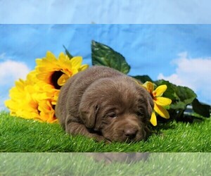 Labrador Retriever Puppy for sale in FREDERICKSBG, OH, USA