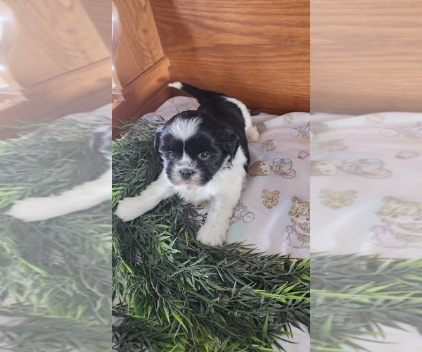 Medium Photo #17 Shih Tzu-Zuchon Mix Puppy For Sale in GREENWOOD, WI, USA