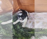 Small Photo #17 Shih Tzu-Zuchon Mix Puppy For Sale in GREENWOOD, WI, USA
