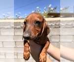 Small Dachshund