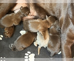 Labrador Retriever Puppy for sale in NEOLA, WV, USA