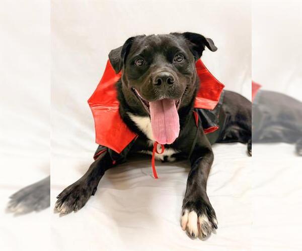 Medium Photo #1 Labrador Retriever-Unknown Mix Puppy For Sale in Chula Vista, CA, USA