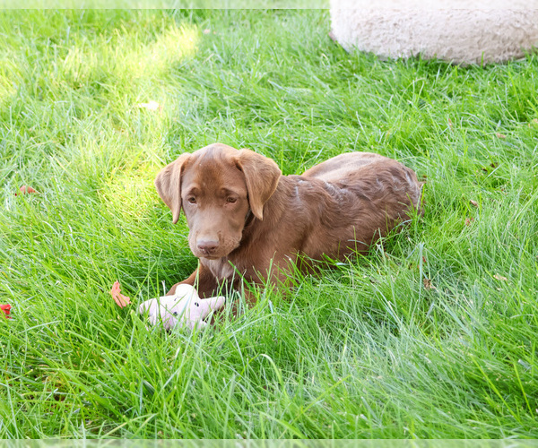 Medium Photo #8 Labrador Retriever Puppy For Sale in SYRACUSE, IN, USA
