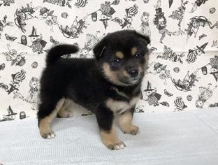 black and tan shiba inu puppy for sale