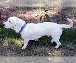 Small #3 Bagle Hound
