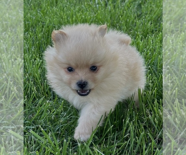 Medium Photo #4 Pomeranian Puppy For Sale in SILEX, MO, USA