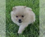 Small Photo #4 Pomeranian Puppy For Sale in SILEX, MO, USA