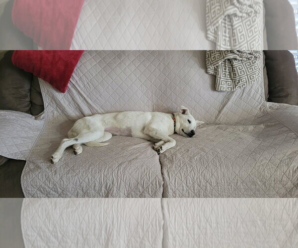 Medium Photo #4 Labrador Retriever-Unknown Mix Puppy For Sale in Coldwater, MI, USA