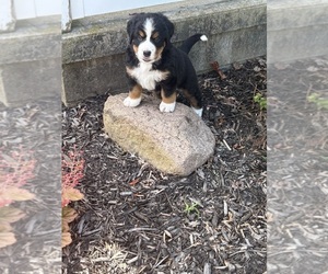 Bernese Mountain Dog Puppy for Sale in MERCER, Pennsylvania USA