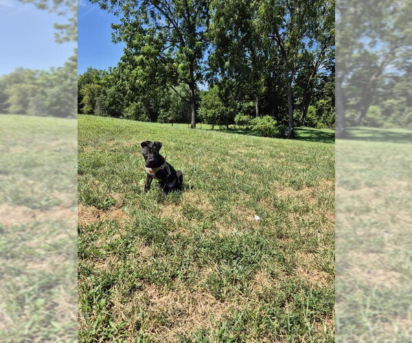 Medium Photo #9 American Pit Bull Terrier-Labrador Retriever Mix Puppy For Sale in Shermans Dale, PA, USA