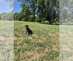 Small #8 American Pit Bull Terrier-Labrador Retriever Mix