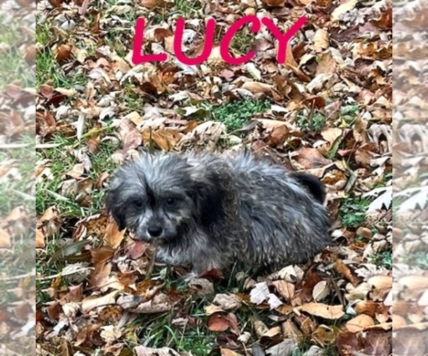 Medium Photo #3 Shih-Poo Puppy For Sale in HARTLAND, MN, USA