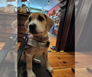 Labrador Retriever-Unknown Mix Dogs for adoption in Sanford, FL, USA