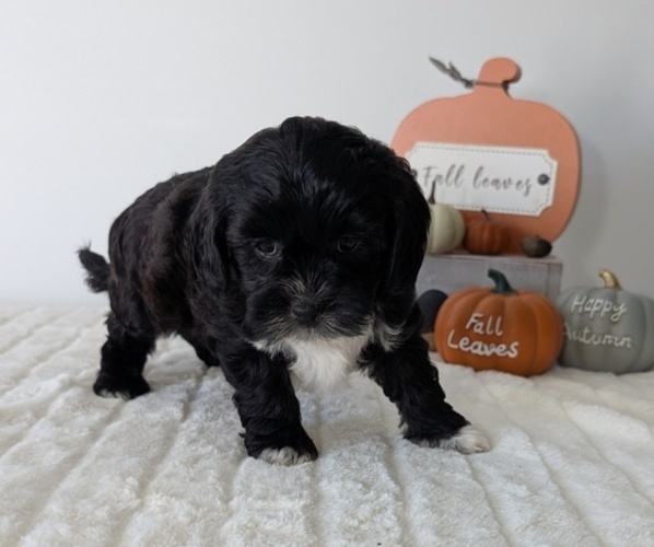 Medium Photo #2 ShihPoo Puppy For Sale in GOSHEN, IN, USA