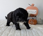 Small #1 ShihPoo