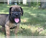 Small #1 Cane Corso