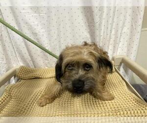 Cairn Terrier-Unknown Mix Dogs for adoption in Modesto, CA, USA