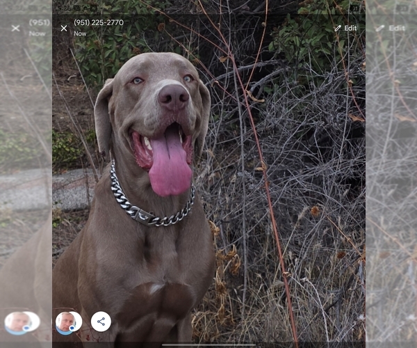 Medium Photo #1 Daniff Puppy For Sale in LAKE ELSINORE, CA, USA