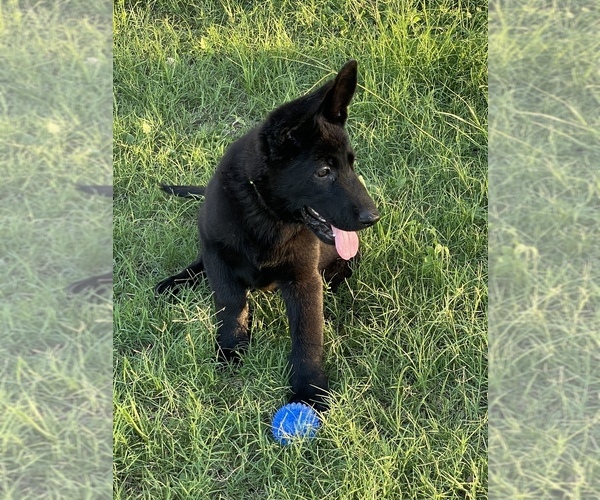 Medium Photo #3 German Shepherd Dog Puppy For Sale in WACO, TX, USA