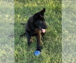 Small #2 German Shepherd Dog