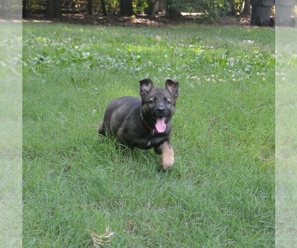 Medium Photo #6 German Shepherd Dog Puppy For Sale in POWDER SPRINGS, GA, USA