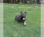 Small #5 German Shepherd Dog