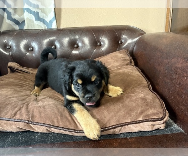 Medium Photo #4 Carlin Pinscher Puppy For Sale in COBB, WI, USA