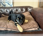 Small #3 Carlin Pinscher
