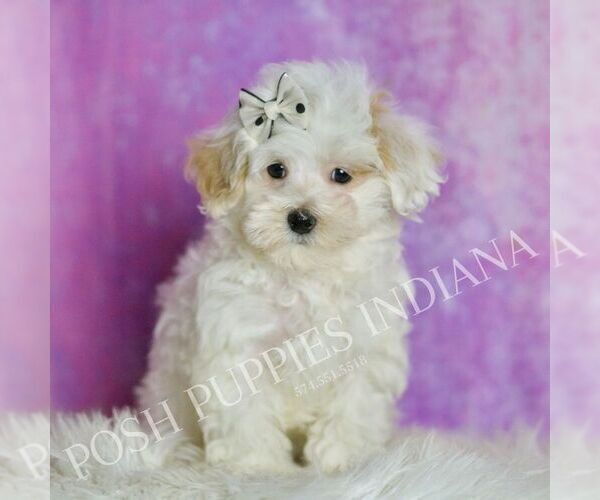 Medium Photo #2 Maltipoo (Miniature) Puppy For Sale in WARSAW, IN, USA