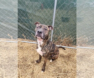 Noki - Male Boxer-Unknown Mix Dog for Adoption - Photo #13