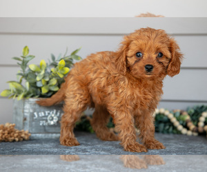Cavapoo Litter for sale in WOLCOTTVILLE, IN, USA