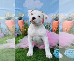 Small Photo #1 American Bulldog Puppy For Sale in PLUMAS LAKE, CA, USA