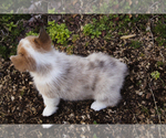 Small Photo #13 Pembroke Welsh Corgi Puppy For Sale in ELKTON, KY, USA