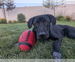Small #5 Labrador Retriever Mix